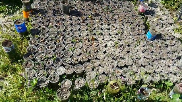 Посадка желудей,результат проростания желудей АР Крым с.Красный-Мак 2020г. смотреть онлайн