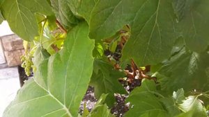 Гортензия дуболистная Бургунди-ответы на вопросы/ Hydrangea oak-leaved Burgundy-answers to question