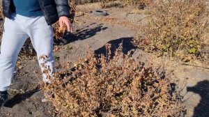 Обрезка саженцев фундука после высадки в грунт. Обрезка красной смородины осенью.