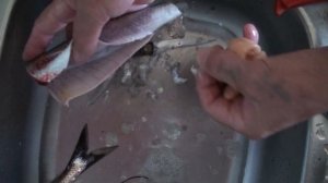 20180605 г.Волжский , маринуем каспийскую селедку.