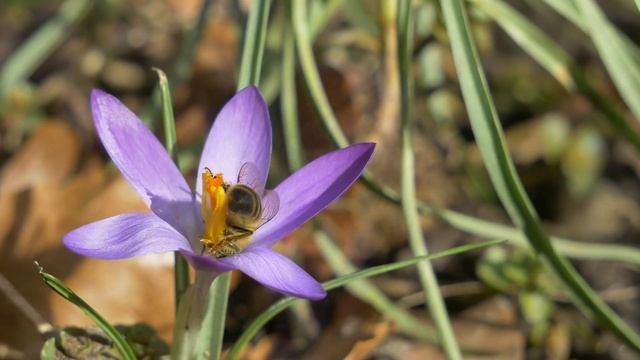 Весенняя клумба своими руками | первоцветы