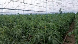 Огромный Теплица Помидор ?В Дагестане. 20.04.2020 год.