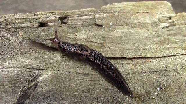 Limax maximus Linnaeus, 1758 Giant Gardenslug смотреть онлайн
