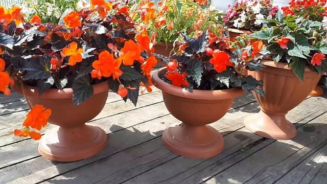 Вегетативные бегонии I'CONIA PORTOFINO. Мои наблюдения! Сохраняю черенком! смотреть онлайн