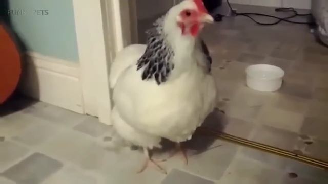 Sneezing Animals 😂 Funny Sneeze Attacks [Funny Pets] смотреть онлайн