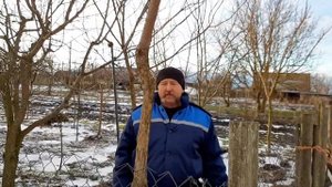 Пару слов про американский черный орех