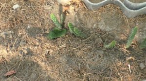 Виноградари Беларуси. В гостях у Евгения Леоновича .