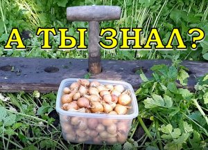 Делюсь СЕКРЕТАМИ посадки ЛУКА ПОД ЗИМУ???