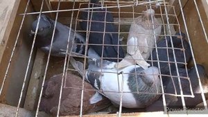 ЖИЗЗАХ КАБУТАР БОЗОРИ. (28.02.2021 й) Голубиный рынок г.Джизак Узбекистан.