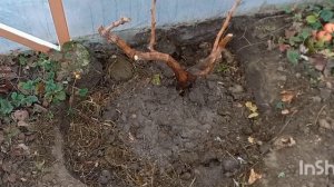 пересадка двухлетних саженцев винограда/ Торнадо, Посланник, Вулкан/