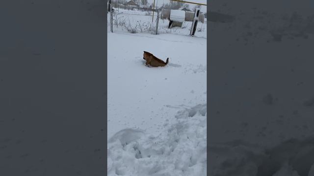 Шарпей тонет в снегу! Наш барбос доволен.