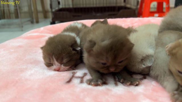 7 kittens with fur colors like sweet chocolate candies. смотреть онлайн