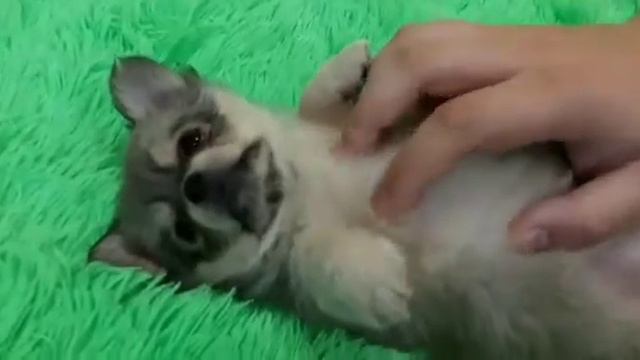 кайфует ми-ми-ми ушастик чихуахуа Массандра длинношрстная девочка СИМФЕРОПОЛЬ Кастропуло продам щен