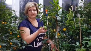 Кафрский лайм