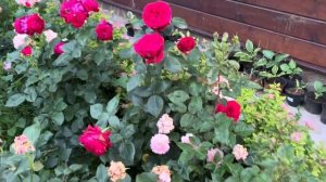 Цветение РОЗ и обзор сада в Подмосковье 2023