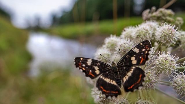 История из жизни. Копия свекрови. Мы стали жить так, как скажет мать мужа. смотреть онлайн
