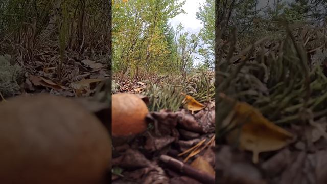 Ты неси меня река
