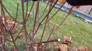 Высокая, средняя и низкая обрезка метельчатой гортензии Ванилла Фрейз (Ванила Фрайз)