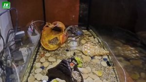 Радужный краб  - интересные факты из его жизни ??