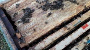 Примет ли местная пчела Бакфаст ?