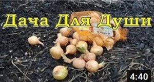 ЛУЧОК на перо! Весенние посадки в теплице???