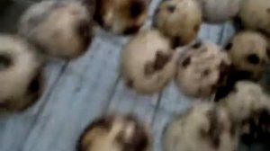 инкубатор блиц норма 72 вывод 40 % яйцо перепелов