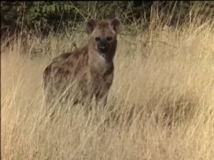 Заклятые враги. Львы и гиены (ч.2)