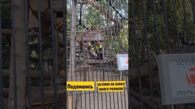 Мартышка Диана Новосибирский зоопарк #новосибирскийзоопарк смотреть онлайн
