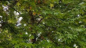 Ликвидамбр смолоносный | Жизнь в Адлере