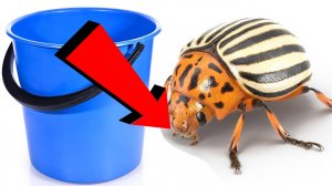 Как быстро избавиться от колорадского жука за 3 минуты!!!