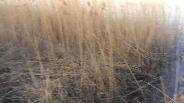 OmskSpinClub #39 Вытащили сеть с рыбой. смотреть онлайн