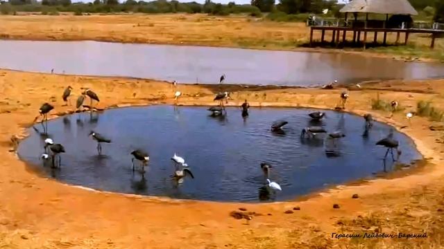 Wild Африка Птицы разных видов слетелись на ланч к маленькому пруду в Восточном Цаво Кения смотреть онлайн
