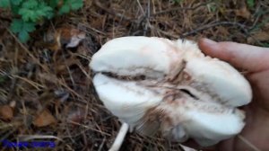 Хлорофиллум оливье (разновидность зонтика краснеющего) , гриб денежка и другие