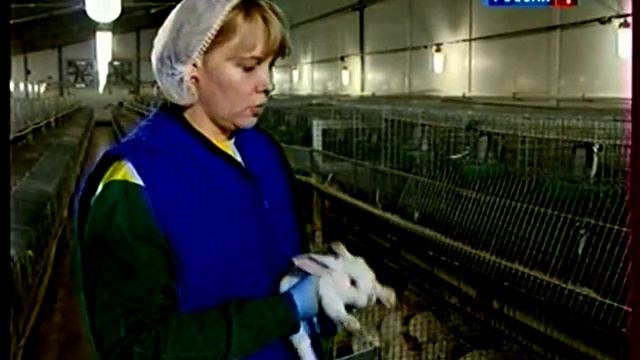 Современное передовое кролиководство смотреть онлайн