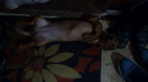 Кто насрал!!?