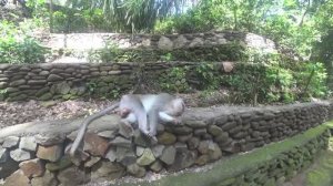 БАЛИ. УБУД. ЛЕС ОБЕЗЬЯН(Monkey Forest Ubud). РАДУЖНЫЙ ВОДОПАД.