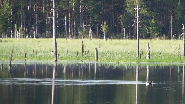 Отдыхаем на Водоёме | Наблюдаем за парой гоголей во время завтрака | 20 мая 2023 года