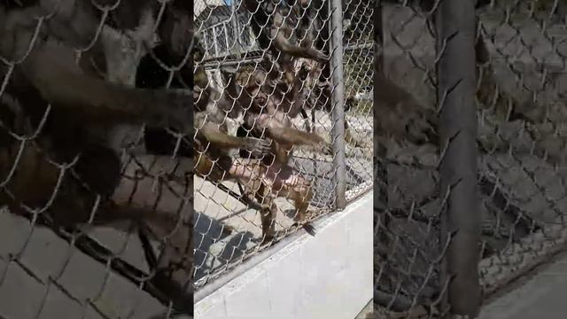 Г.Сухум | Обезьяний Питомник | смотреть онлайн