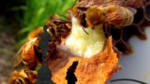 РИТУАЛ С МЁДОМ ДЛЯ ПРИВЛЕЧЕНИЯ КЛИЕНТОВ И ПОКУПАТЕЛЕЙ