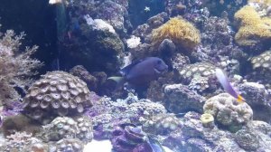 Хирург Ктенохет