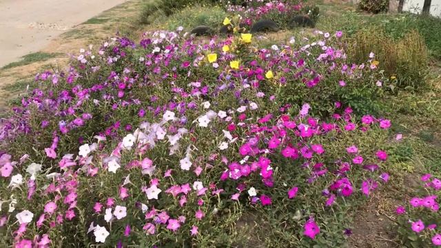 сливовое варенье в алюминиевом тазу...?? смотреть онлайн