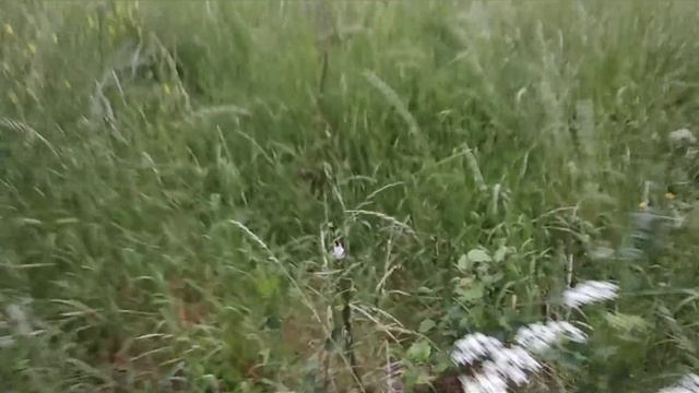 Гусеничный минитрактор косит траву , возит траву, окучевает картошку.