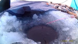 Ловля окуня онлайн на озере ( Рубцовск Егорьевка озеро Горькое-Перешеечное)