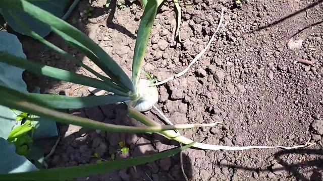 СРАВНИМ? РАССАДНЫЙ ЛУК С ЛУКОМ ИЗ СЕВКА смотреть онлайн