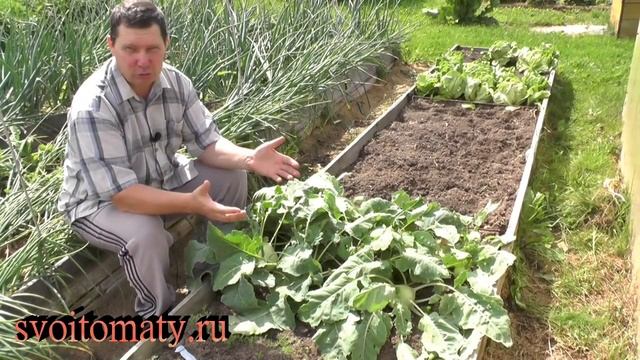 Этой капусте найдется место в огороде смотреть онлайн