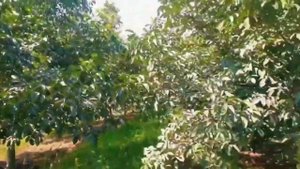 Привитые саженцы грецкого ореха Идеал Ростов-на-Дону | Dulce Gardens