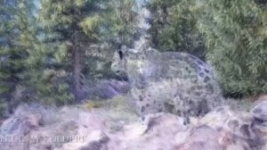 Снежный барс снова в объективе фотоловушки