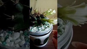Кактус-гимнокалициум Аниситса цветет