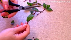 РАЗМНОЖЕНИЕ ФУКСИИ