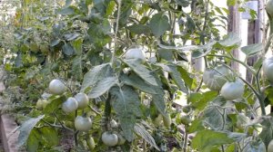 Томат Марианны